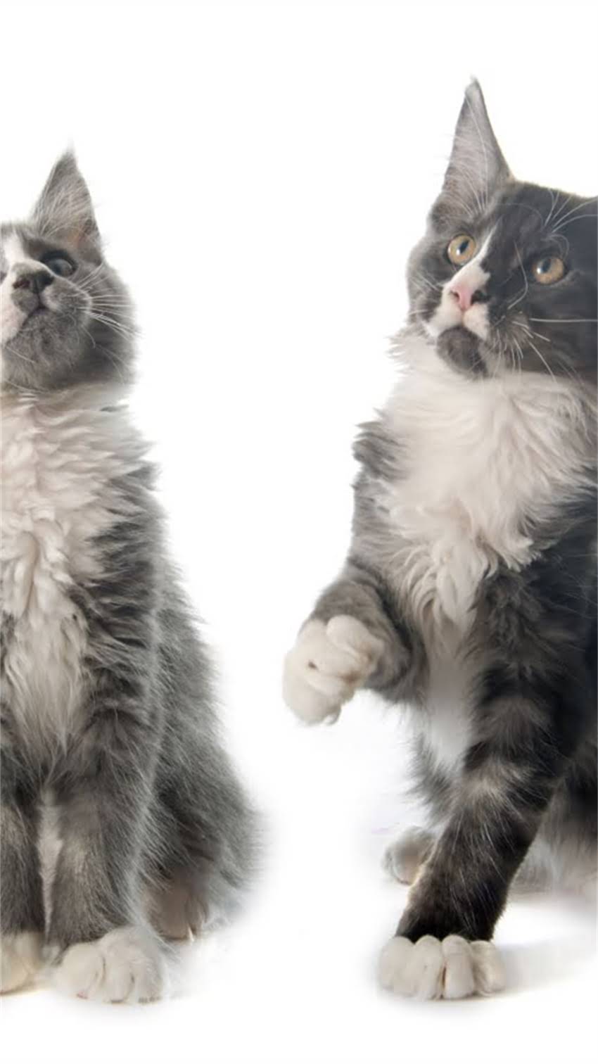 图片 素力高皇家比瑞吉猫粮深度测评：高端猫粮推荐，适合什么猫咪？营养配方与市场口碑.jpg