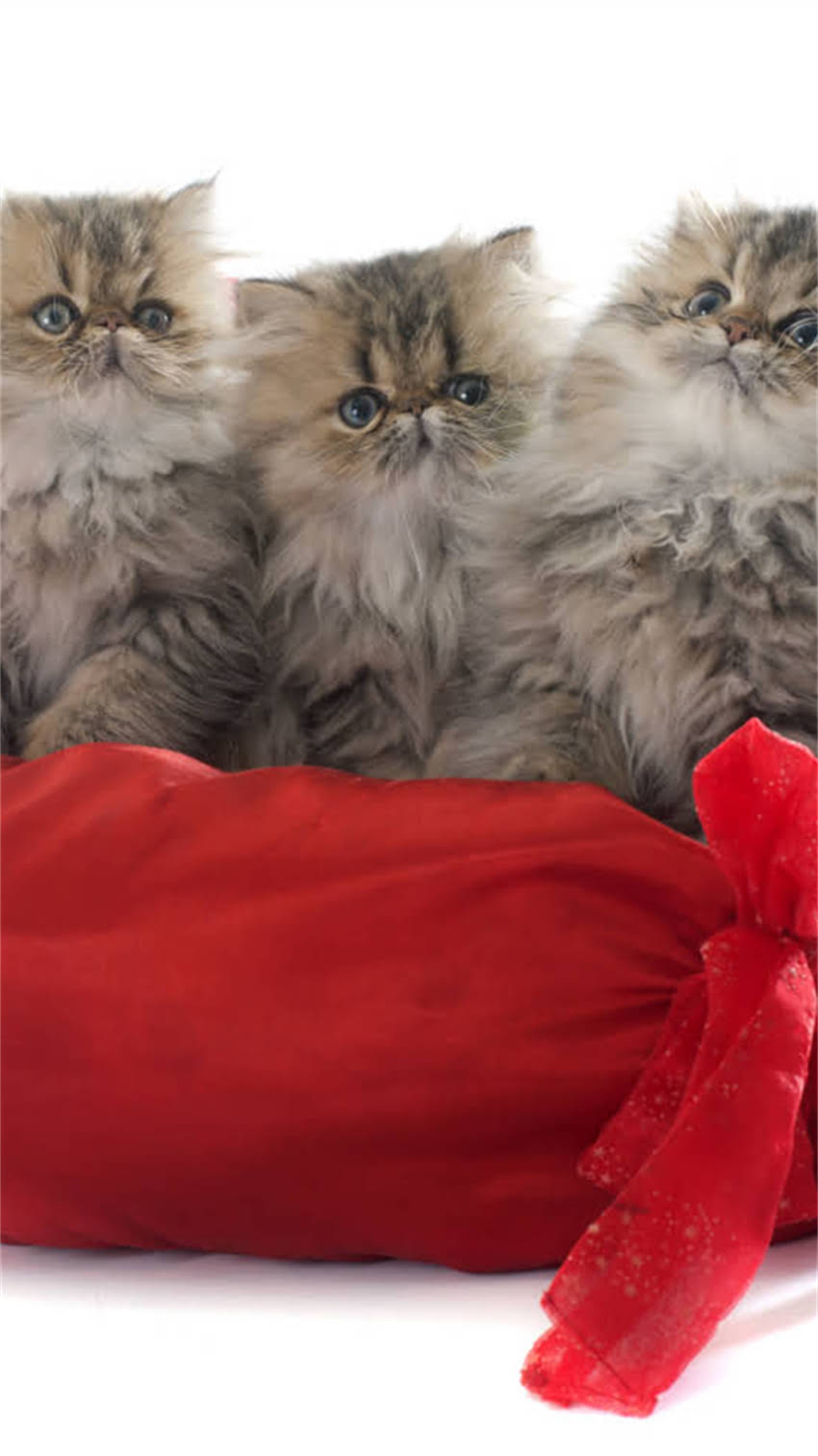 图片 紫色龙猫为什么体型较小？品种特性与饲养要点1.jpg