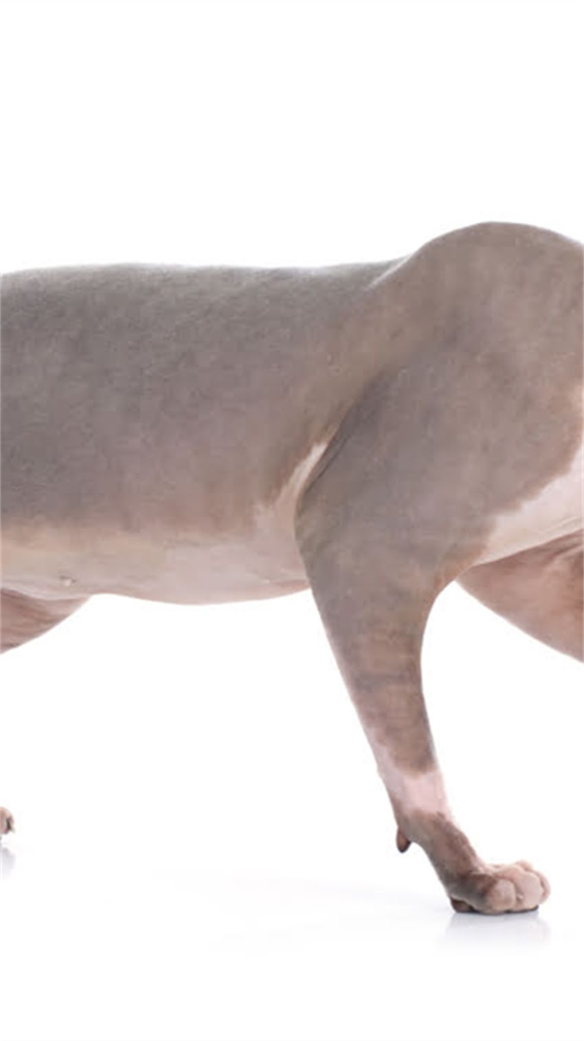 图片 红十阿拉斯加犬特征：与哈士奇、萨摩耶的对比及养护指南.jpg