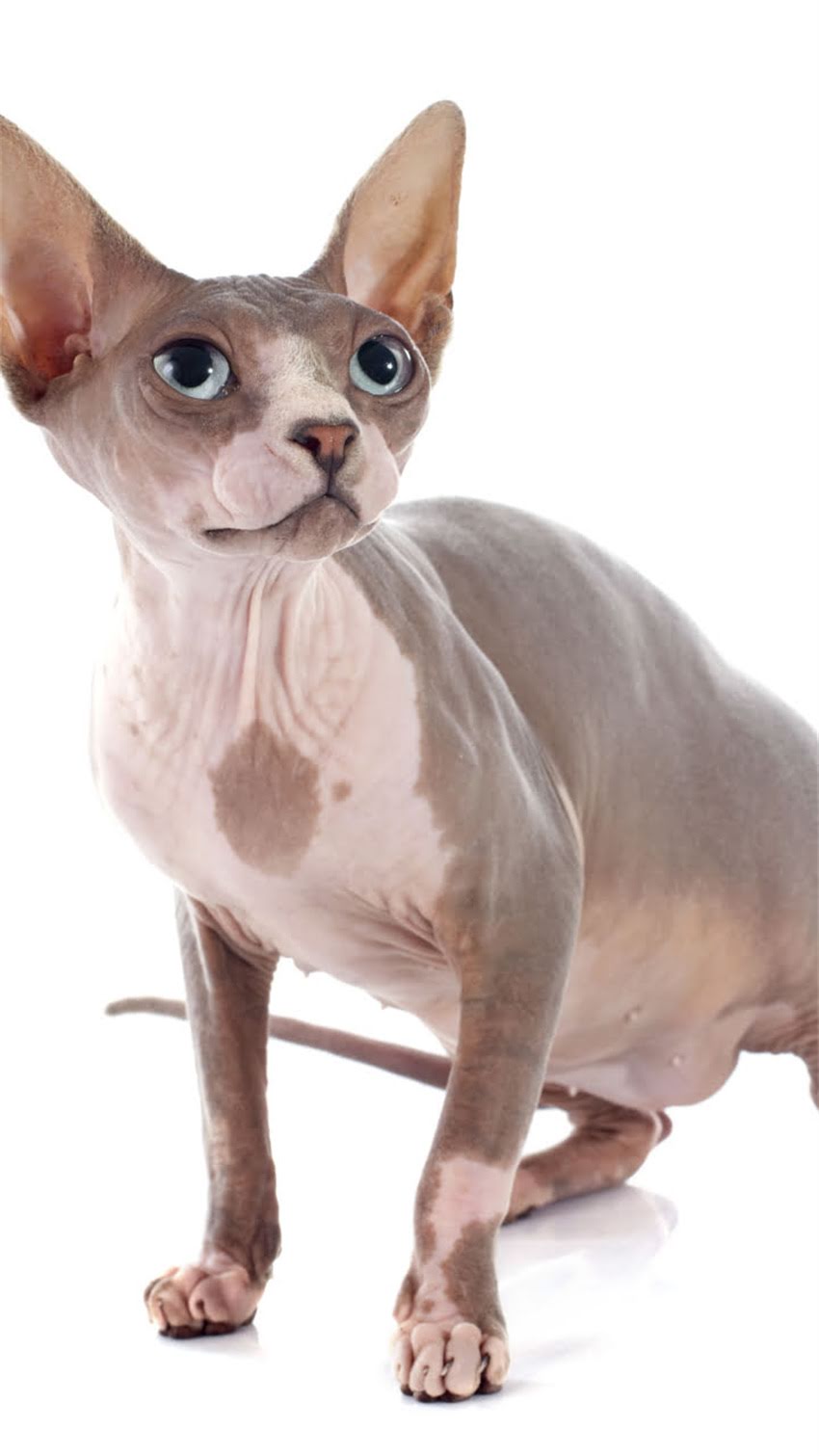 图片 红十阿拉斯加犬特征：与哈士奇、萨摩耶的对比及养护指南2.jpg