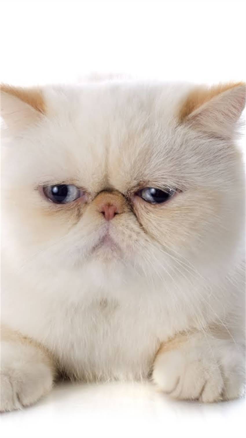 图片 约克夏和吉娃娃哪个好？5大关键差异决定你的养狗选择2.jpg