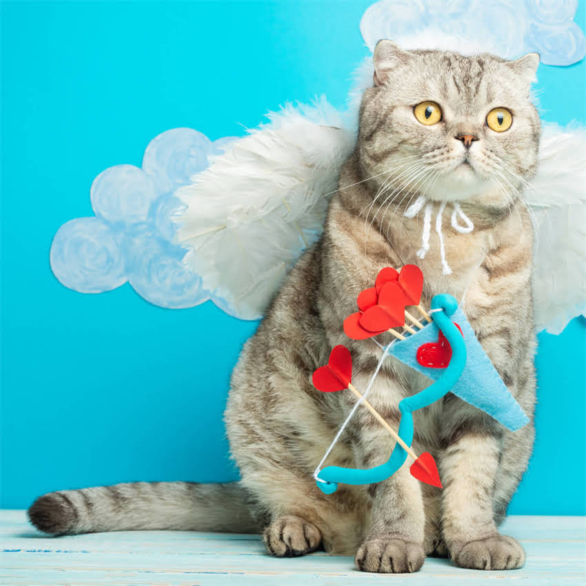 图片 约克夏犬训练全攻略：从幼犬到成犬的12周科学养成指南（附行为矫正与训练视频）1.jpg