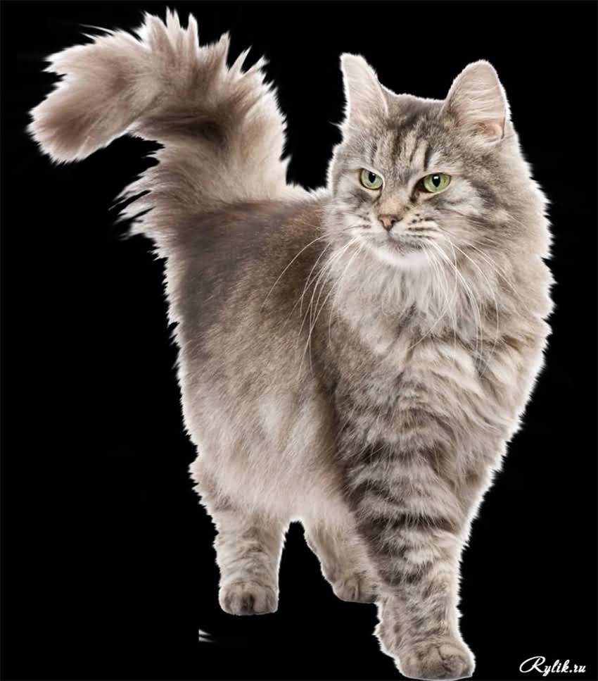 图片 纯皓猫粮vs渴望猫粮深度：全成分对比与选购指南.jpg