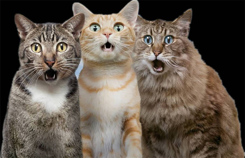 图片 纯种东德犬眼睛颜色全：蓝、褐、黑三种颜色分别代表什么？如何辨别健康品种？.jpg