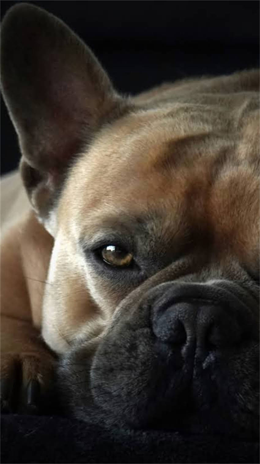 图片 纯种东德犬眼睛颜色全：蓝、褐、黑三种颜色分别代表什么？如何辨别健康品种？1.jpg