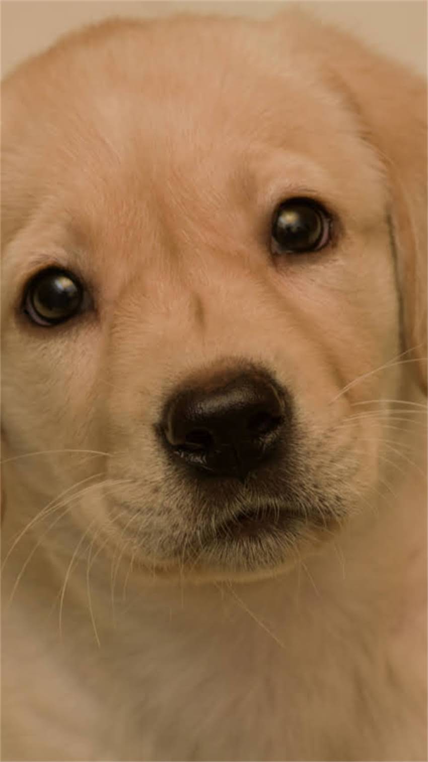 图片 纯种中华田园犬购买全攻略：5大血统鉴定技巧+10个饲养避坑指南（附正规购买渠道清单）2.jpg