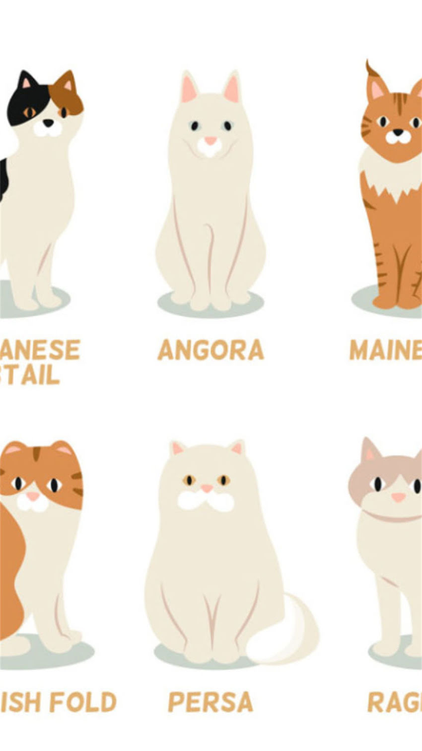 图片 纯种京巴犬毛色全：5大经典颜色特征与养护指南2.jpg