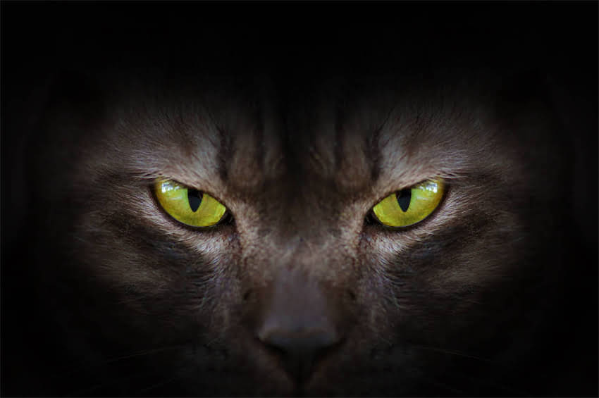 图片 纯种八哥幼犬特征：品种识别与饲养要点（附对比图）2.jpg