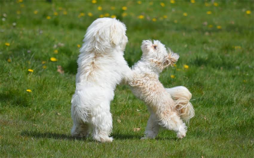 图片 纯种古牧犬的常见毛色有哪些？品种特性与饲养指南1.jpg