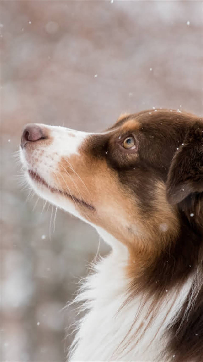 图片 纯种古牧犬的常见毛色有哪些？品种特性与饲养指南2.jpg