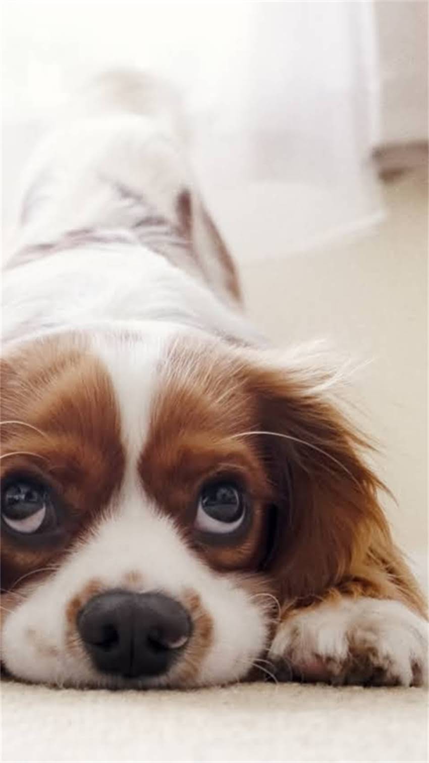 图片 纯种吉娃娃犬爱叫怎么办？5招训练法+品种特性全.jpg