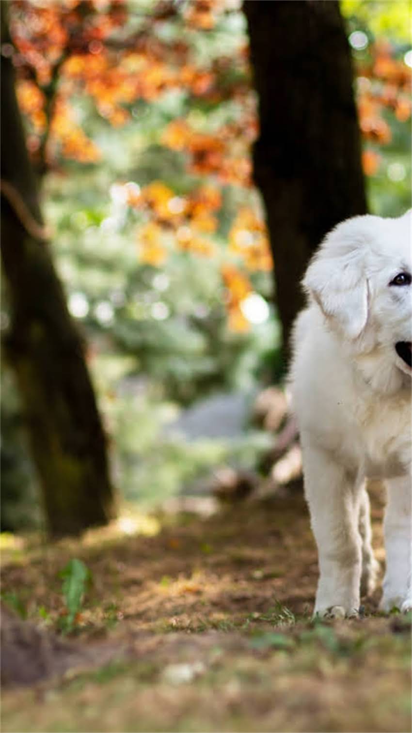 图片 纯种哈士奇眼睛一定是蓝色的吗？科学解答背后的品种特征与遗传奥秘1.jpg