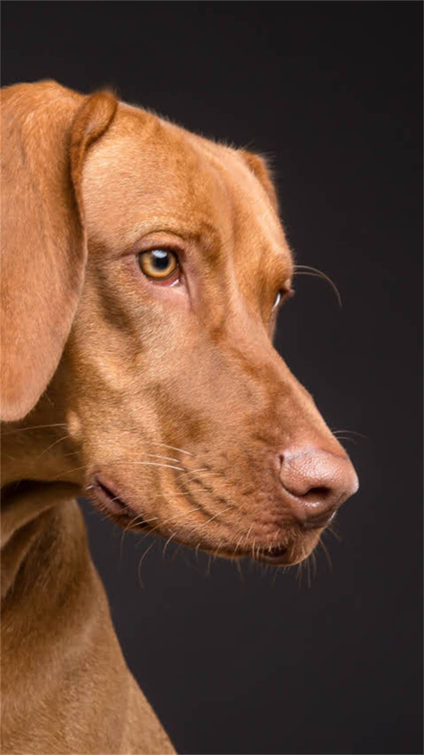 图片 纯种哈士奇眼睛一定是蓝色的吗？科学解答背后的品种特征与遗传奥秘2.jpg