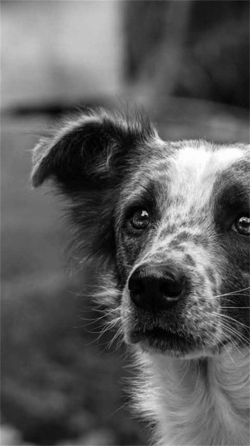 图片 纯种哈士奇鉴别全攻略：5大核心特征+3步验证法，避开串串陷阱.jpg