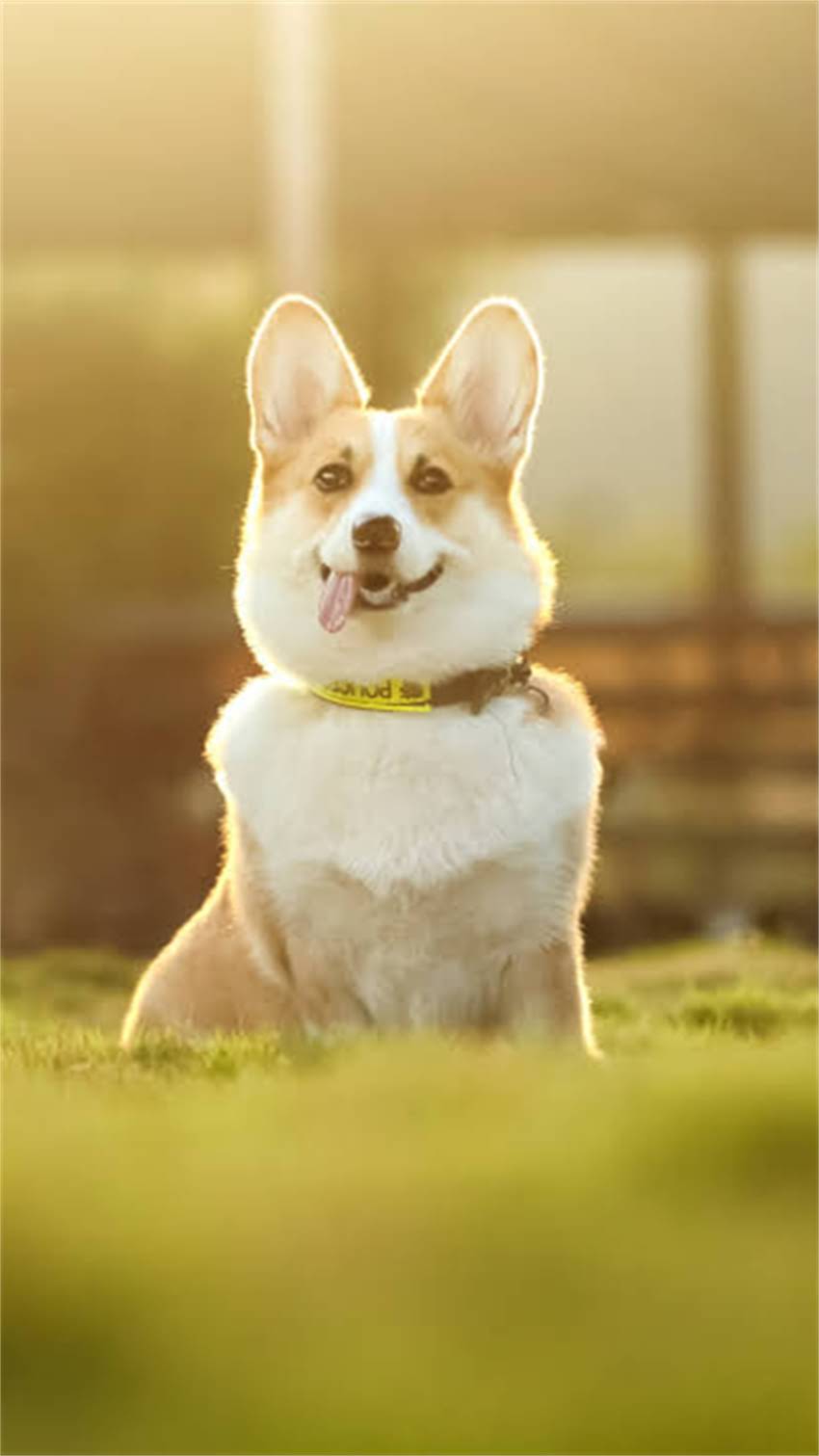 图片 纯种哈士奇鉴别全攻略：5大核心特征+3步验证法，避开串串陷阱1.jpg