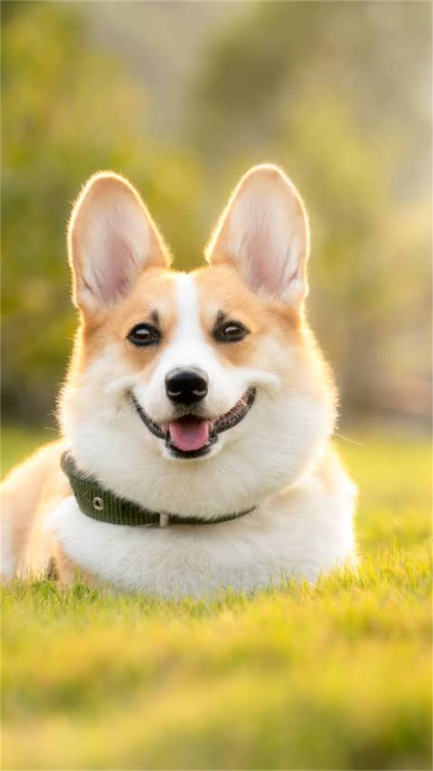 图片 纯种哈士奇鉴别全攻略：5大核心特征+3步验证法，避开串串陷阱2.jpg