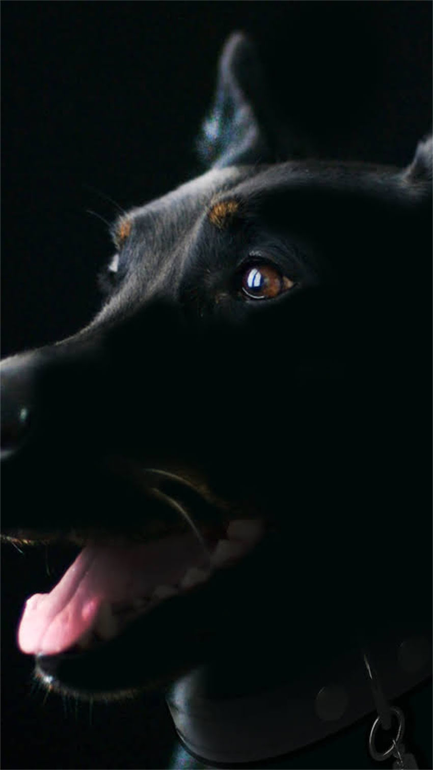 图片 纯种土狗品种推荐：相似性格与外观的10个优质犬种及饲养指南1.jpg