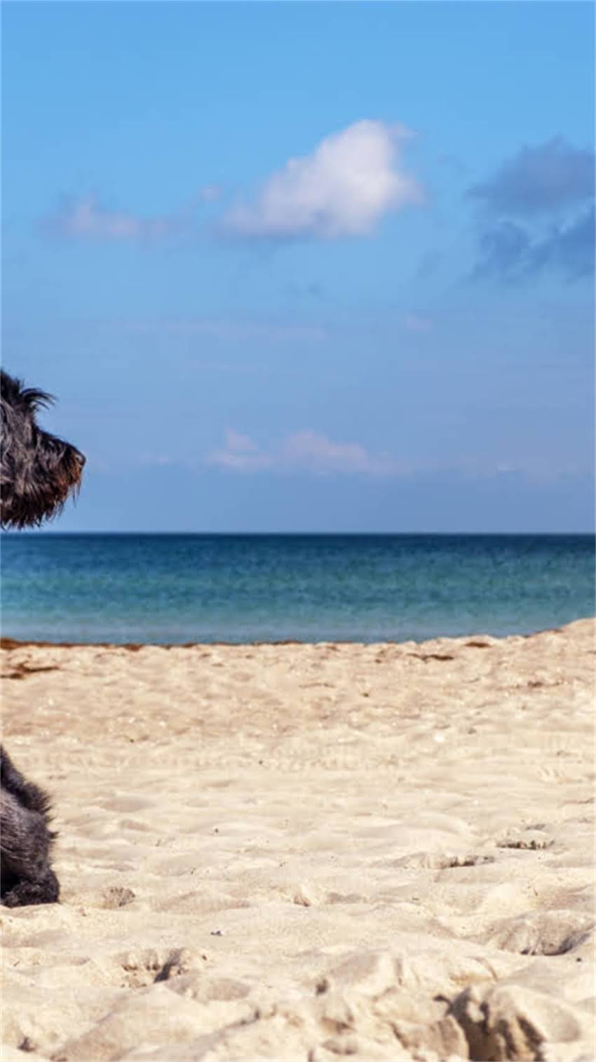 图片 纯种土狗品种推荐：相似性格与外观的10个优质犬种及饲养指南2.jpg