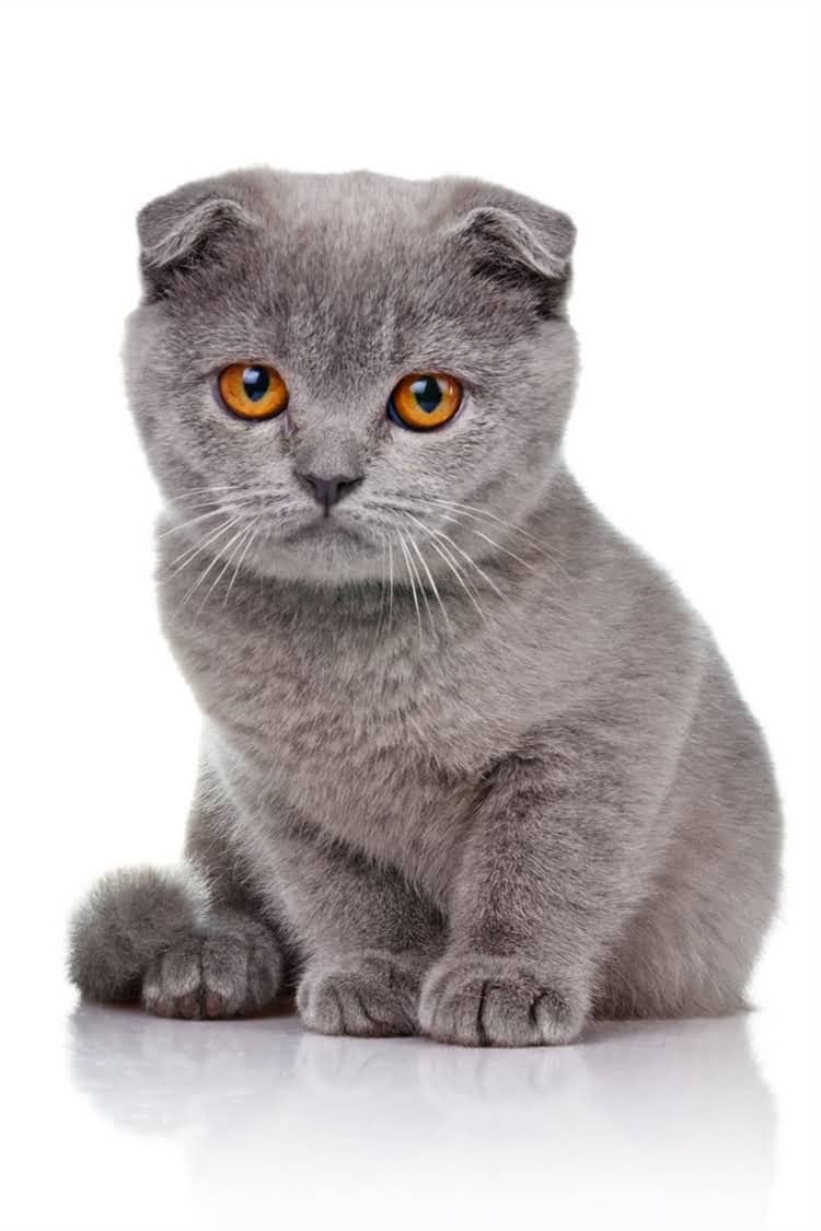 图片 纯种布偶猫价格全：血统地区品相影响指南（附购买避坑攻略）.jpg