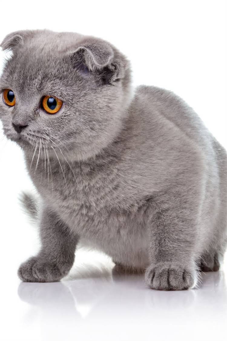 图片 纯种布偶猫价格全：血统地区品相影响指南（附购买避坑攻略）2.jpg