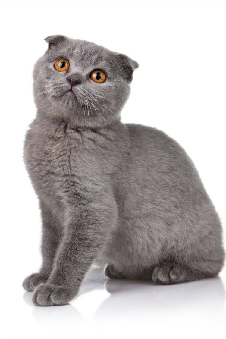 图片 纯种布偶猫价格多少钱？全+购买避坑指南1.jpg