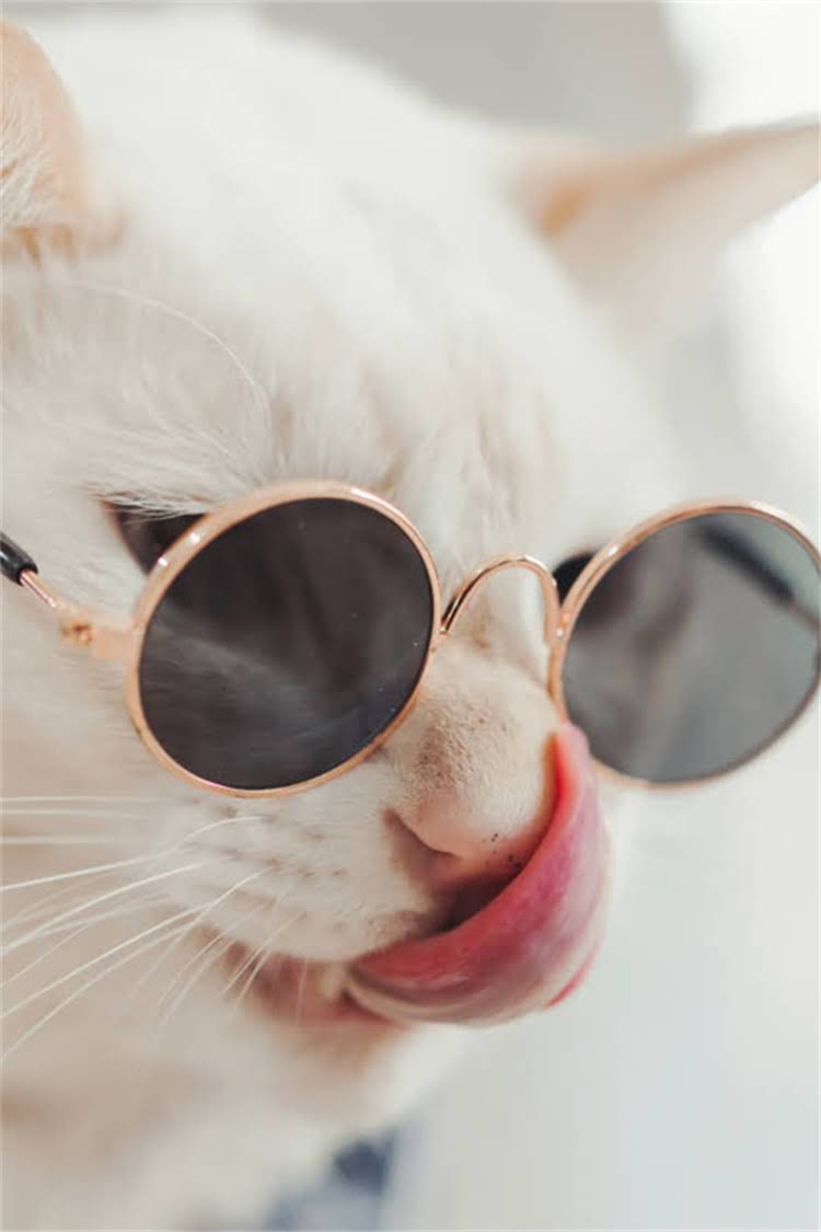 图片 纯种德国牧羊犬立耳多少钱？最新饲养指南与选购全攻略.jpg