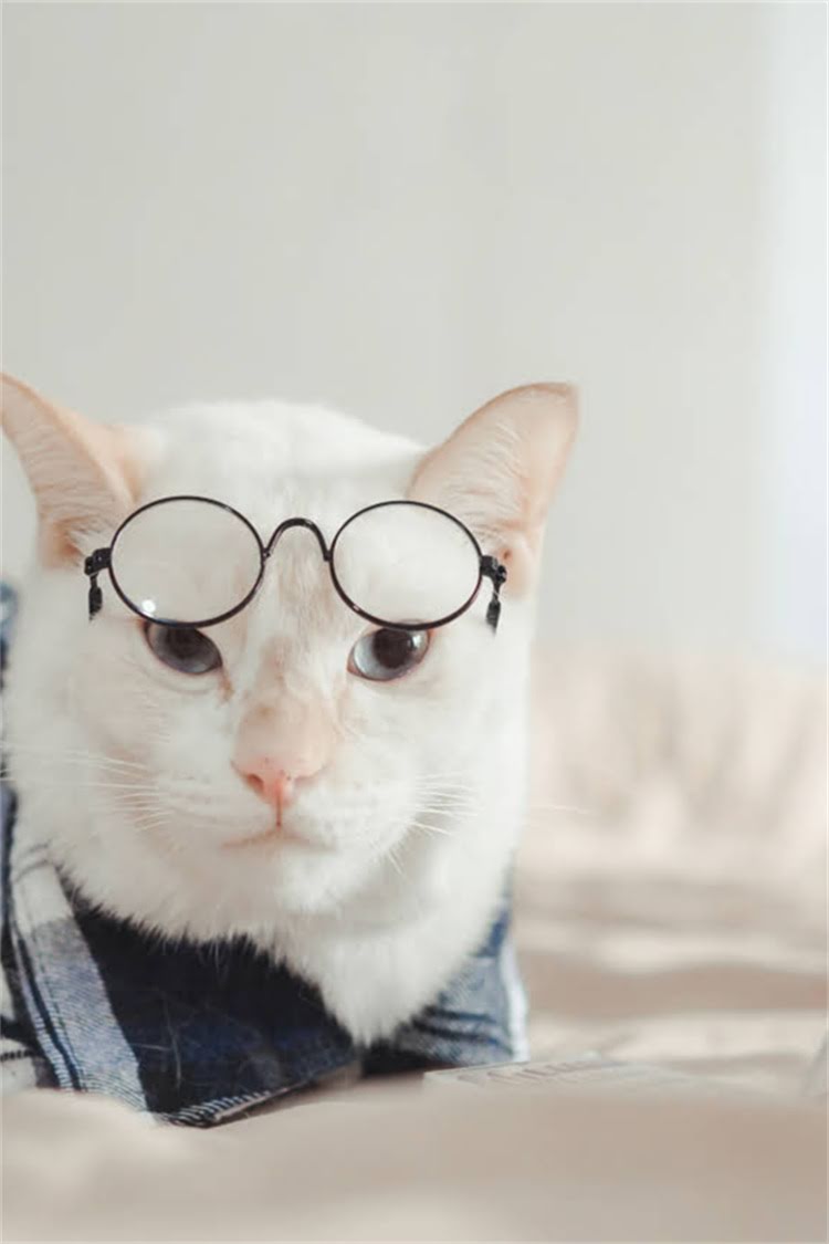 图片 纯种德国牧羊犬立耳多少钱？最新饲养指南与选购全攻略1.jpg