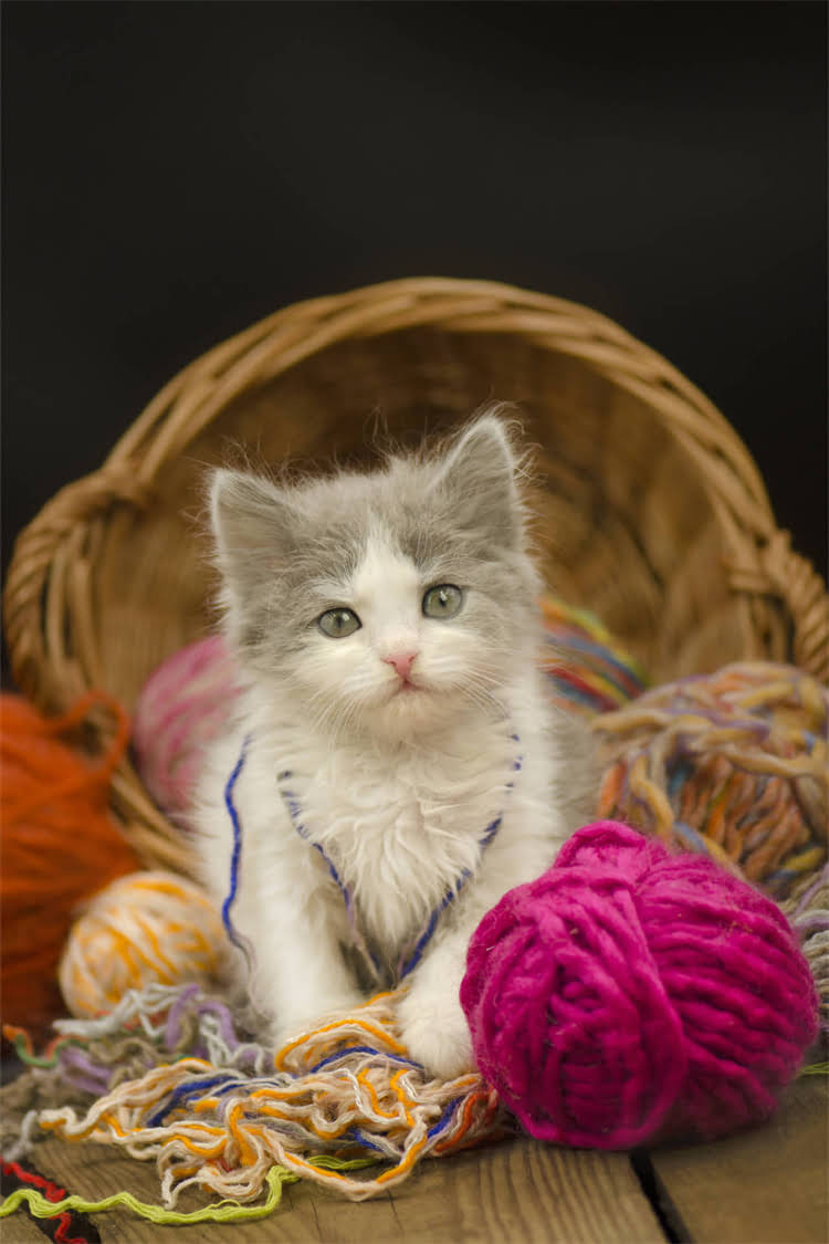 图片 纯种德牧价格全：血统证书与购买指南（附FCI认证标准）1.jpg