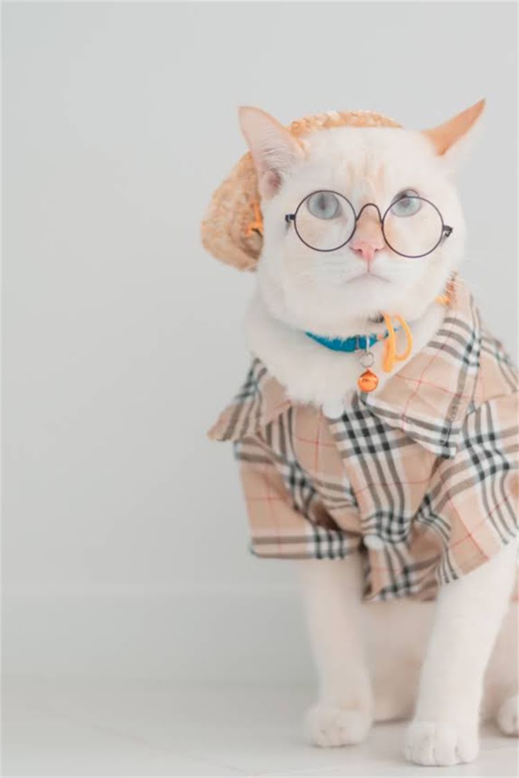 图片 纯种德牧犬购买渠道全：如何避免踩坑？2.jpg