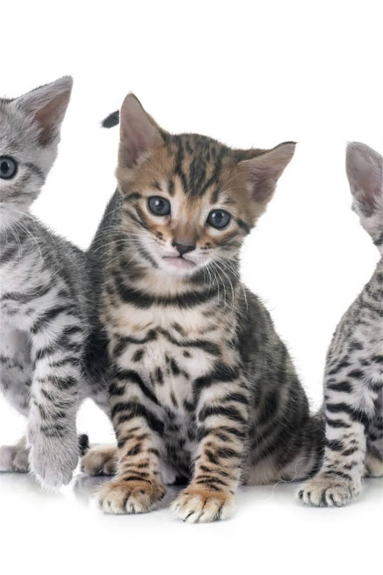 图片 纯种成年母马犬标准身高是多少？附饲养全指南.jpg