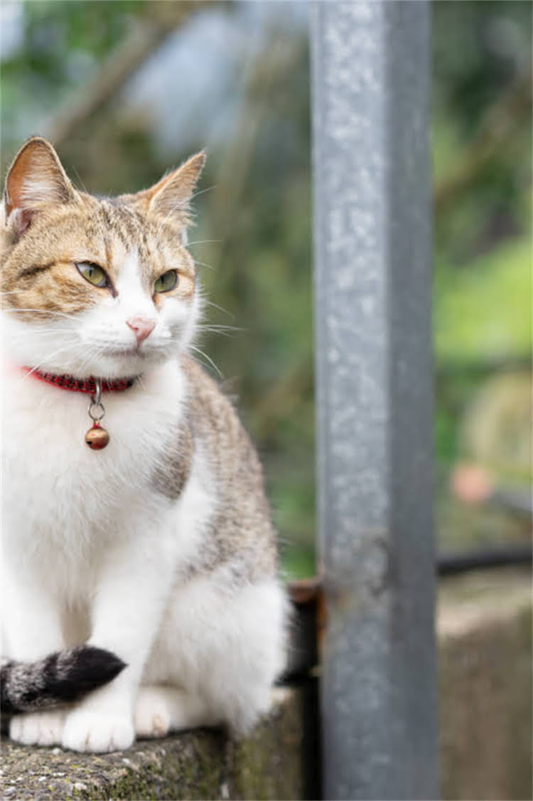 图片 纯种成年母马犬标准身高是多少？附饲养全指南1.jpg