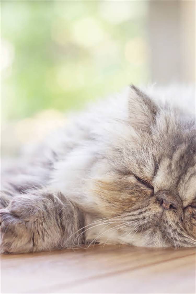 图片 纯种成年母马犬标准身高是多少？附饲养全指南2.jpg