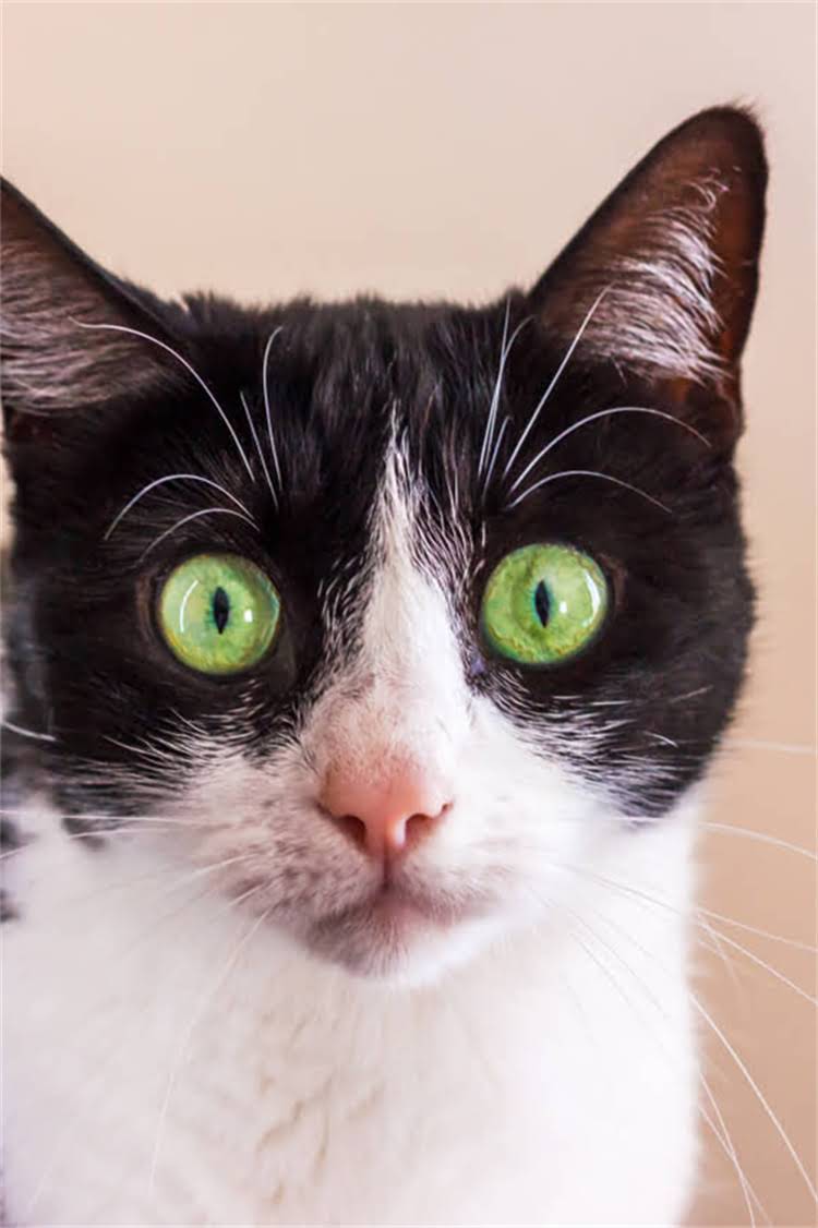 图片 纯种拉布拉多哪里买？最新犬舍选择与血统认证全攻略.jpg