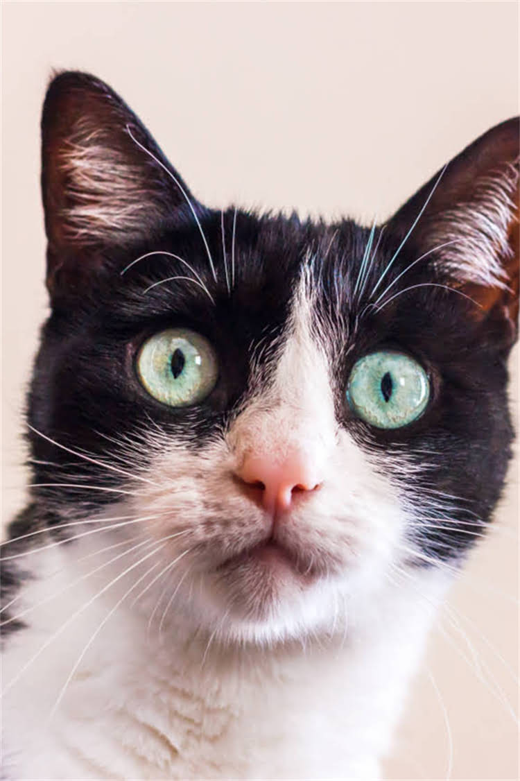 图片 纯种拉布拉多哪里买？最新犬舍选择与血统认证全攻略1.jpg