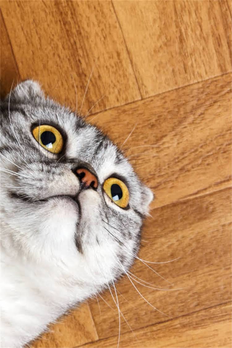 图片 纯种拉布拉多哪里买？最新犬舍选择与血统认证全攻略2.jpg