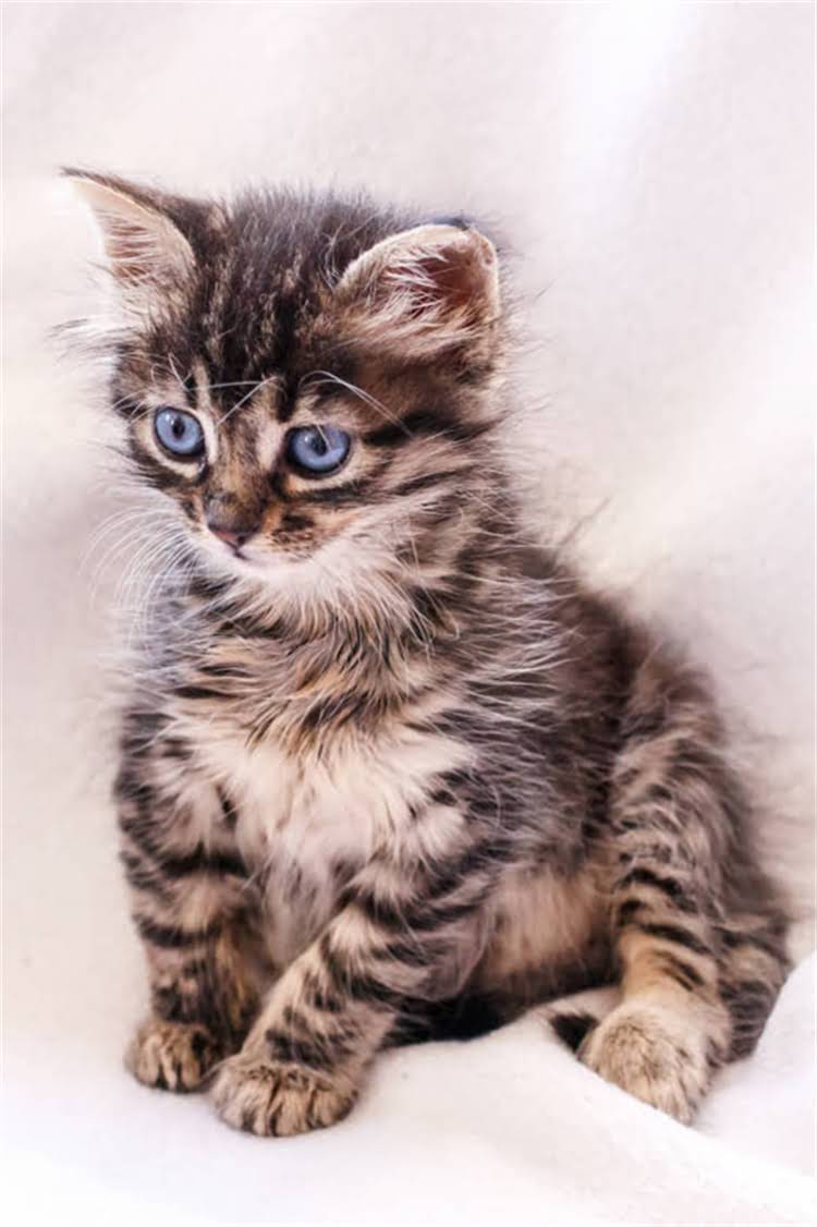 图片 纯种拉布拉多多少钱？价格表+饲养成本全（附选购指南）.jpg