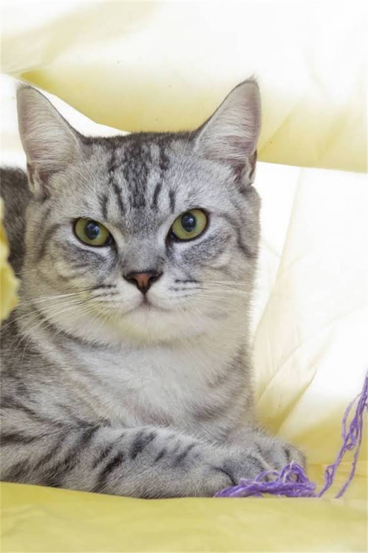 图片 纯种拉布拉多成长全记录：科学喂养、健康监测与行为训练指南（1-24月）1.jpg