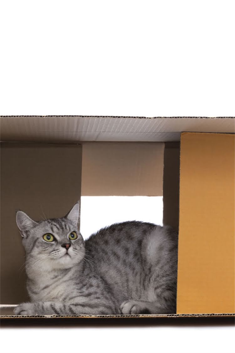 图片 纯种拉布拉多成长全记录：科学喂养、健康监测与行为训练指南（1-24月）2.jpg