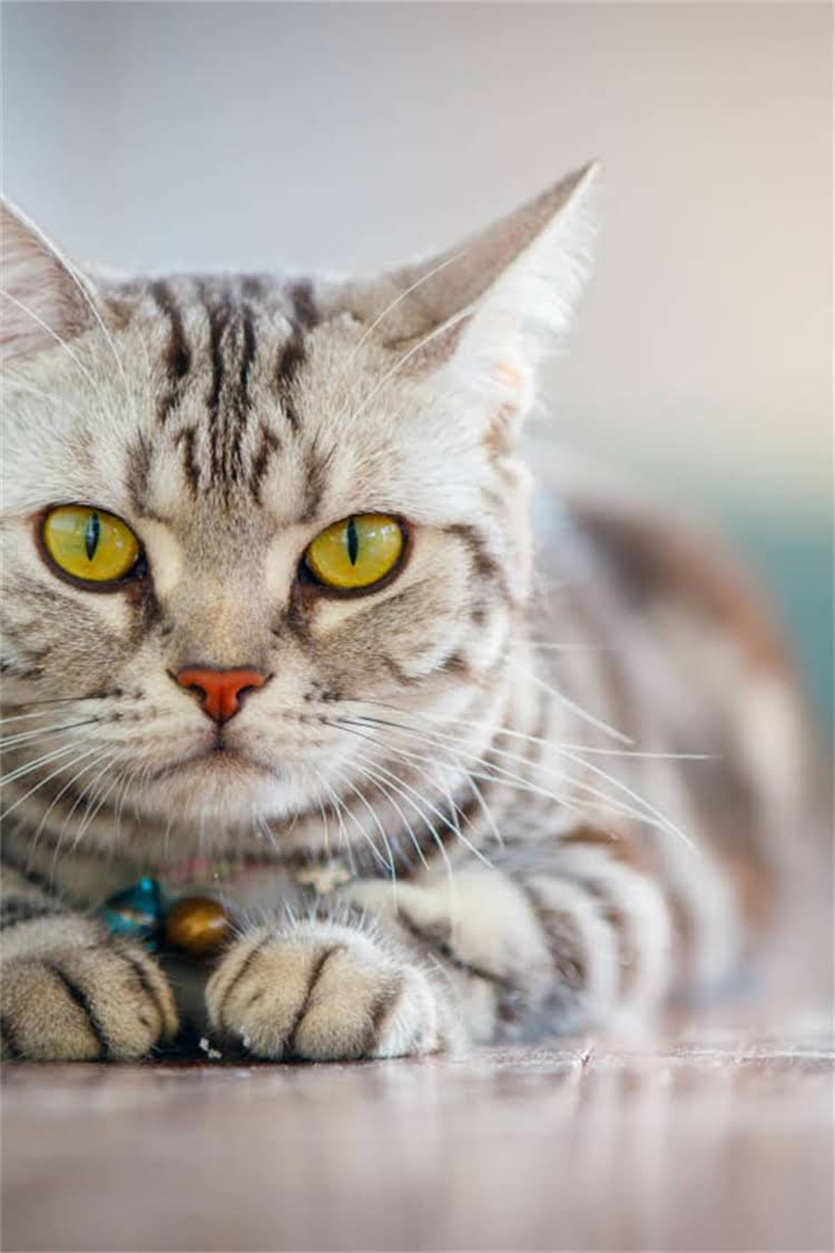 图片 纯种拉布拉多特征全：如何辨别血统证书与品相缺陷（附图片）.jpg