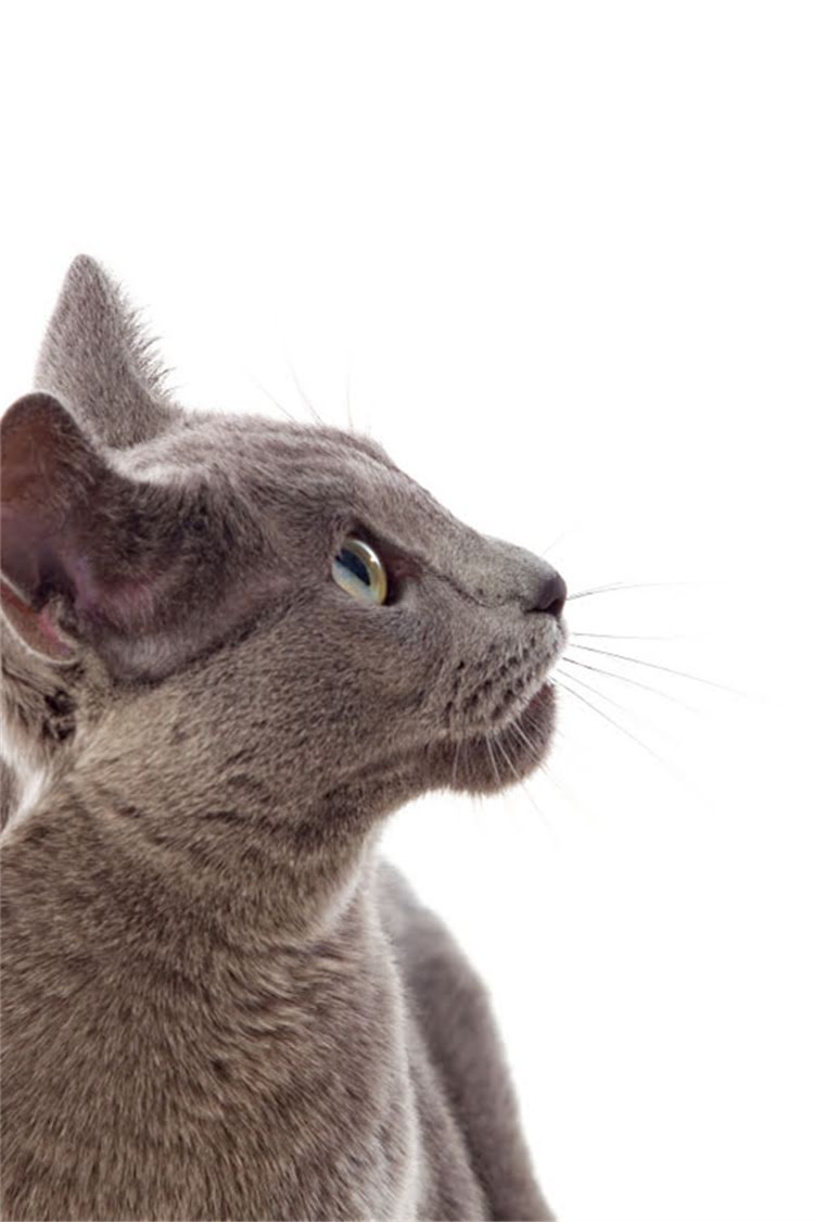 图片 纯种拉布拉多犬购买全攻略：权威推荐+避坑指南，如何找到靠谱犬舍？2.jpg