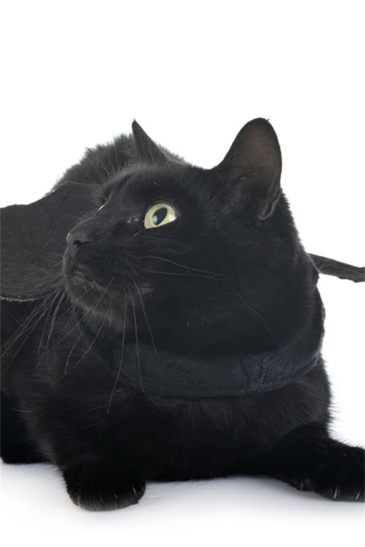 图片 纯种暹罗猫最新价格指南：血统、品种与饲养成本全1.jpg