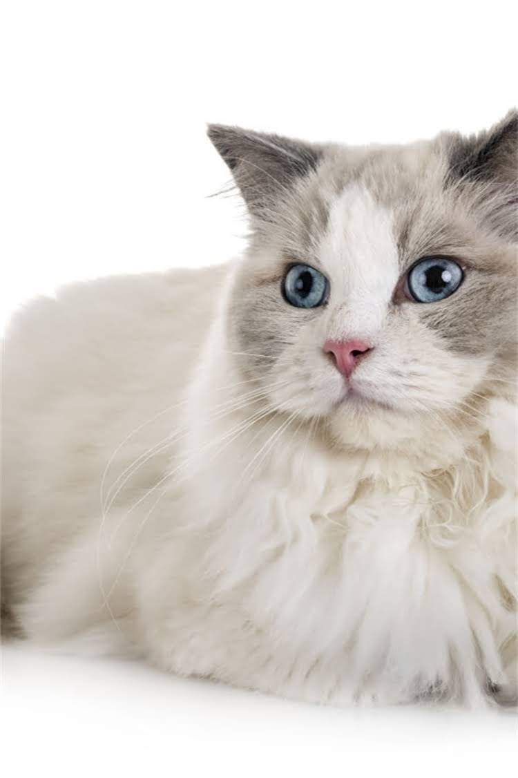 图片 纯种暹罗猫饲养指南：科学饮食、营养搭配与禁忌清单（附食谱）.jpg