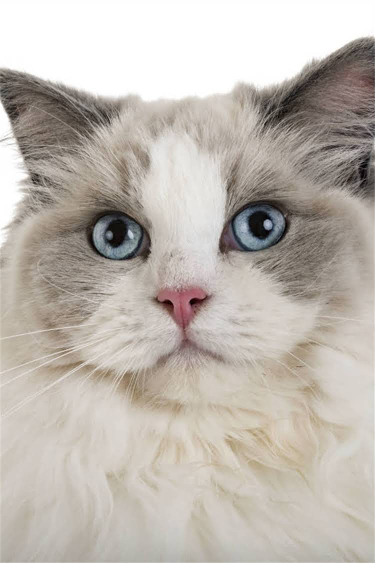 图片 纯种暹罗猫饲养指南：科学饮食、营养搭配与禁忌清单（附食谱）2.jpg