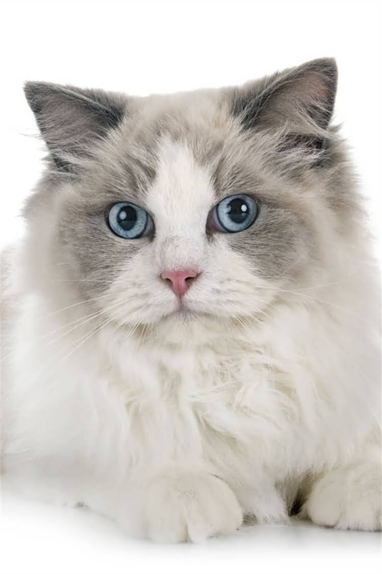 图片 纯种松狮犬的10大能力！看完再养不踩坑.jpg