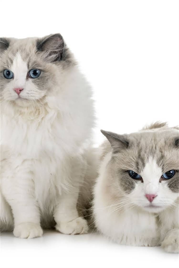 图片 纯种松狮犬的10大能力！看完再养不踩坑1.jpg