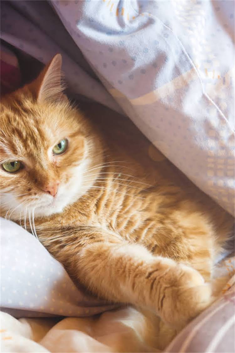 图片 纯种松狮犬的10大能力！看完再养不踩坑2.jpg