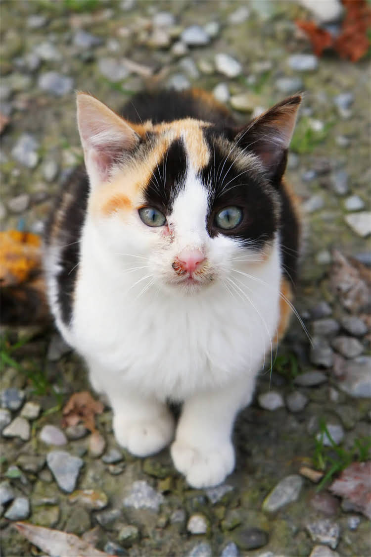 图片 纯种枫叶红金毛犬多少钱？品种特性与饲养指南全（附购买避坑指南）1.jpg