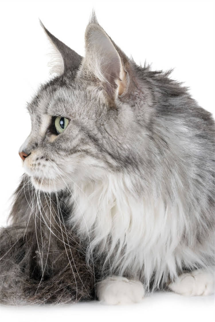 图片 纯种柯基最新价格｜血统证书+疫苗接种全攻略💰柯基犬购买避坑指南1.jpg