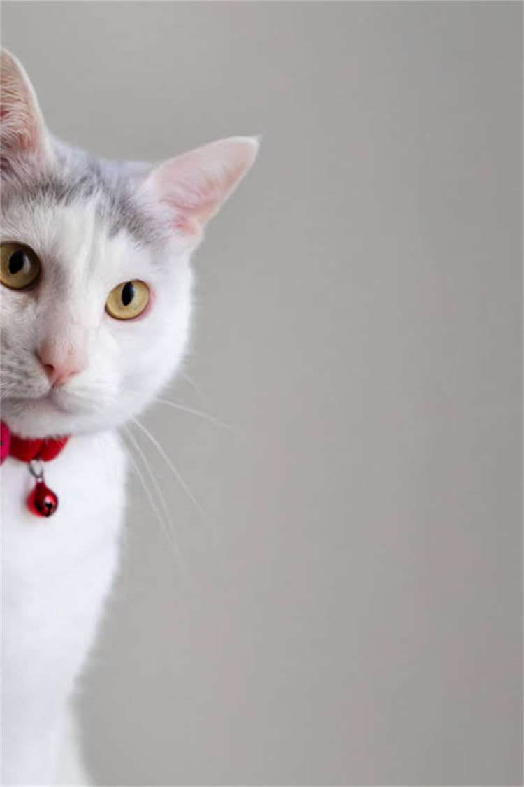 图片 纯种柯基最新价格｜血统证书+疫苗接种全攻略💰柯基犬购买避坑指南2.jpg