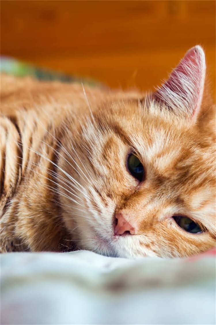 图片 纯种柯基犬年龄鉴别全攻略：从外貌到骨骼的5大科学判断方法2.jpg